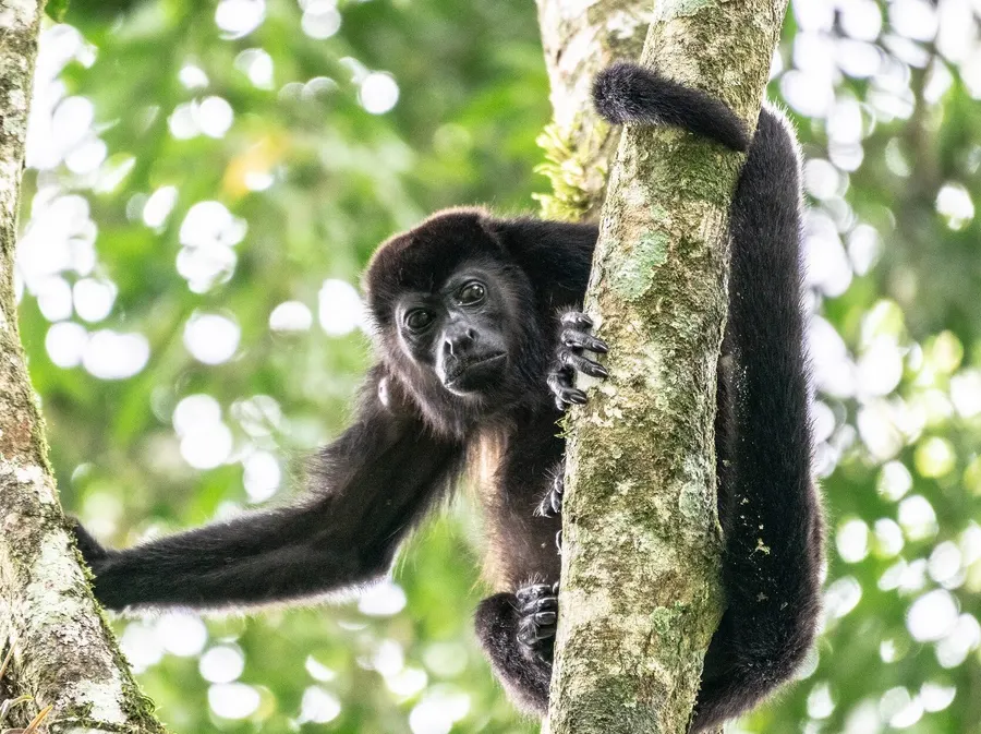 Howler monkey in the forest canopy of Diria National Park