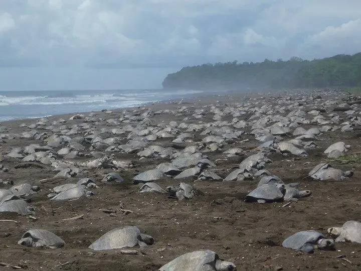 Sea turtles on the nesting beach at Ostional